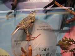 Eastern Meadowlark, School Loan Collection, Mount