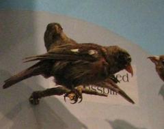 White - Winged Crossbill, Female, Mount