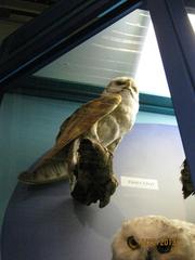 Owl, Barn, School Loan Collection, Mount