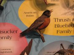 Robin, Male, School Loan Collection