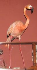 Flamingo