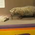 Badgers, Adult Holding A Chimpmunk In Mouth And Two Immature Badgers