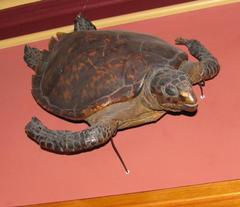 Atlantic Hawksbill Sea Turtle, Complete