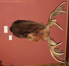 Moose Head (alces Alces)