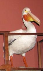 Pelican, White