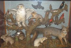 Natural History Case Containing Mounted Specimens: Seventeen  Michigan Birds, Rabbit, Muskrat, Fox Squirrel, Albino Fox Squirrel, Red Fox,  Spermophile, Mole