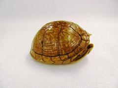 Box Turtle, Carapace & Plasteron