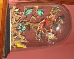 Domed Bird Mount