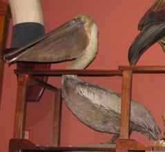 Pelican, Brown