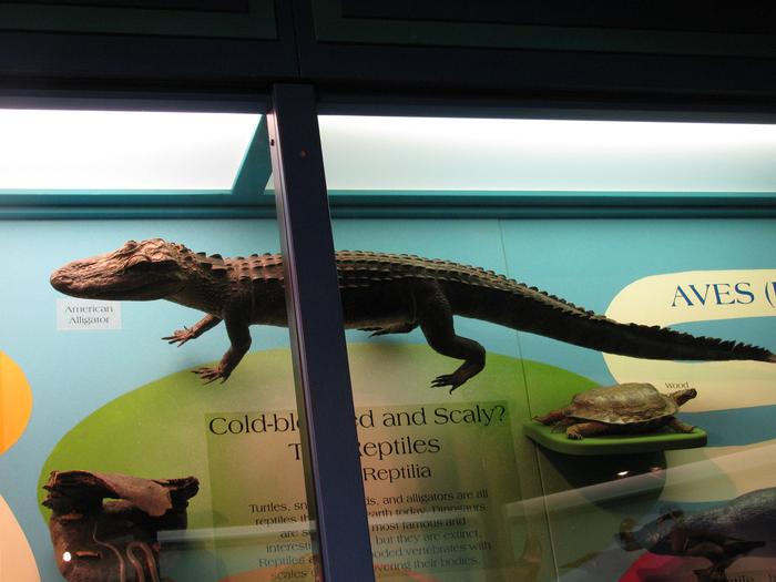 American Alligator, Juvenile