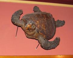Atlantic Hawksbill Sea Turtle, Complete