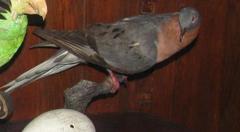 Passenger Pigeon