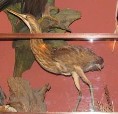 Sandhill Crane, Female