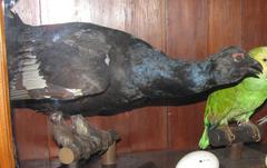 Capercaillie