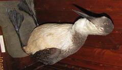 Loon, Common (immature)