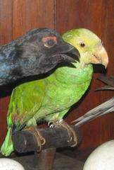 Amazon Parrot