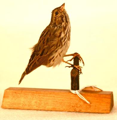 Savannah Sparrow (mount)