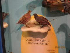 Bobwhite, Bird Skins, Mount