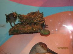 Sora Rail, Immature, Mount