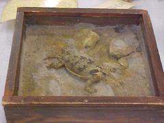 Desert Horned Lizard