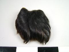 Bear Paw