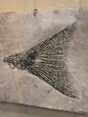 Fossil, Fish, Mioplasus Labracoides