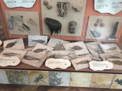 Fossil, Fish Perch Priscacara