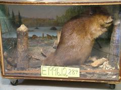 Beaver, School Loan Collection