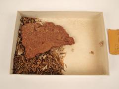 Bread made from Pine Bark &amp; Whole Oats, Finland