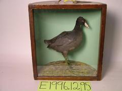 American Coot (mount)