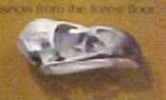 Skeletons, Bald Eagle Skull