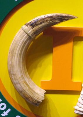 Carved Hippopotamus Tusk
