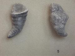 Fossil, Horn Coral Zaphrentis Torta, 2
