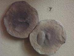 Fossil, Bivalves Clams