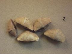 Fossil, Brachiopods Spirifer Verrucosa (5)