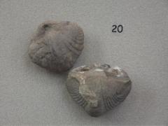 Fossil, Brachiopods Paraspirifer Granulifera (2)