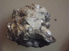 Fossil, Bivalves Inoceramus