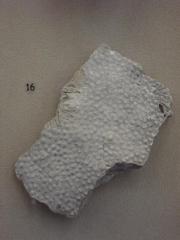 Fossil, Moss Animal Heterotrypa
