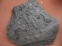 Fossil, Trilobites Ogygites Canadensis