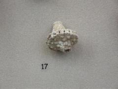 Fossil, Echinoderm, Crinoid Calix Actinocrinus