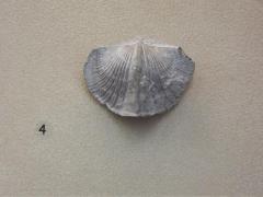Fossil, Brachiopod Paraspirifer Bownockeri F758