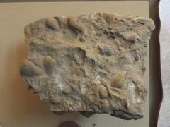Fossil, Bivalves Clams