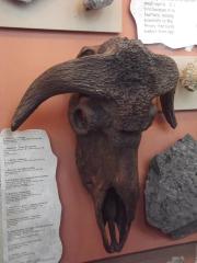 Fossil, Musk Ox, Replica