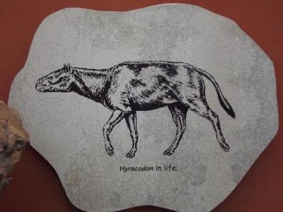 Fossil, Rhinoceros Ancestor Skull, Hyracodon