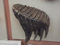 Mammoth Tooth
