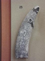 Fossil, Sperm Whale Tooth Physeteridae