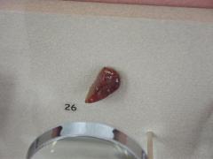 Fossil Insects In Amber 3 Flies, Diptera