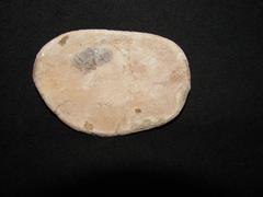 Pot Making Tool, Piece Of Squash Rind