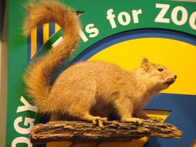 Michigan Fox Squirrel, School Loan Collection