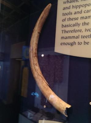 Tusk, Young Elephant